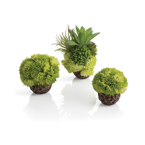 Seychelles Coral Ball Set Green