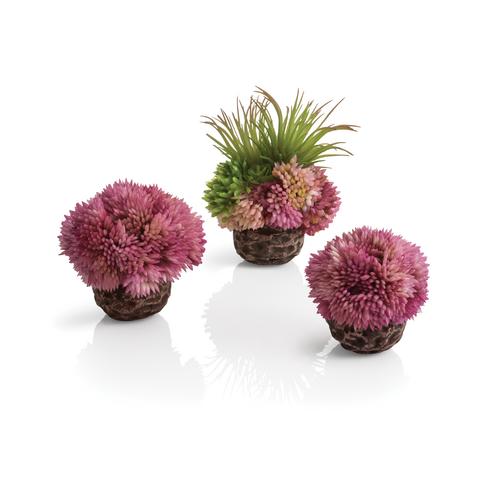 Seychelles Coral Ball Set Purple