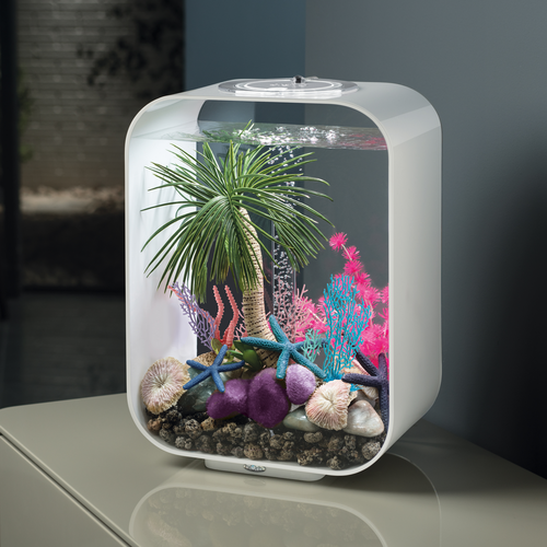 Seychelles Coral Fans & Shells Set