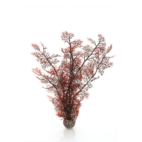 Sea Fan Medium Crimson