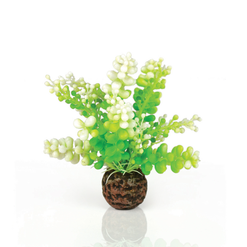 Aquatic Caulerpa Green