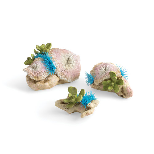 Seychelles Corals & Button Polyp Set