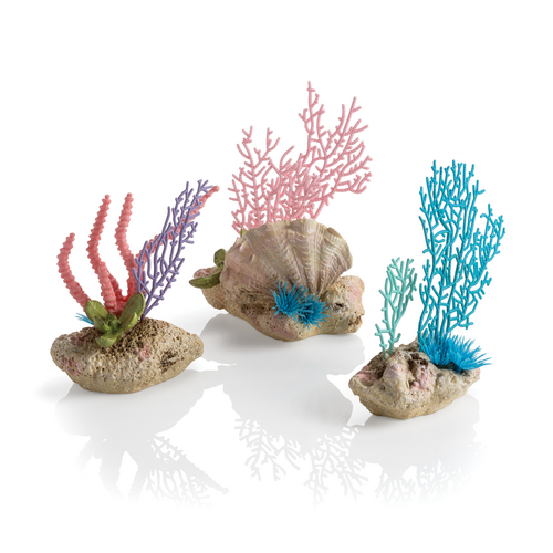 Seychelles Coral Fans & Shells Set