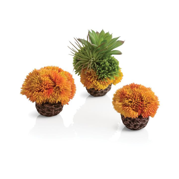 Seychelles Coral Ball Set Orange