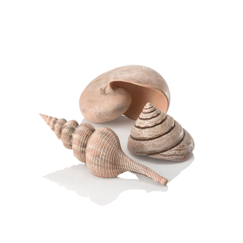 Sea Shell Set 3 Natural
