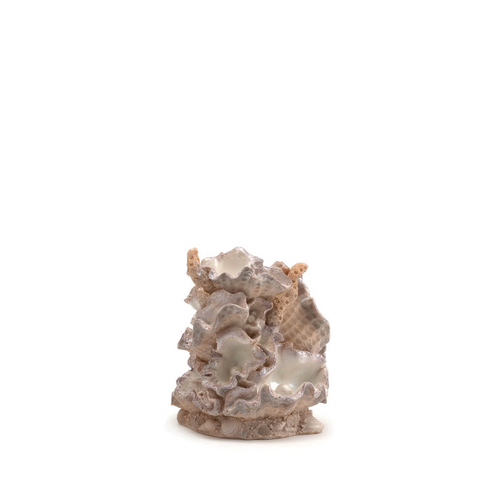 Clamshell Ornament Small