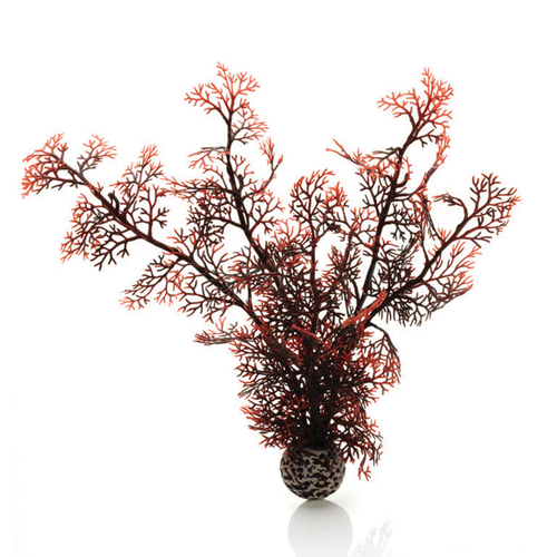 Sea Fan Large Crimson