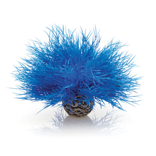Aquatic Sea Lily Blue