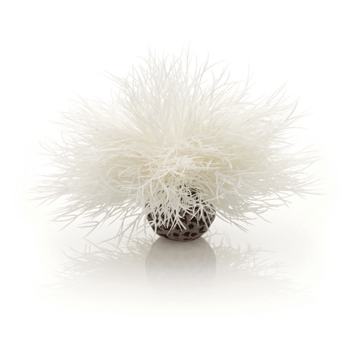 Aquatic Sea Lily White