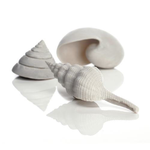Sea Shell Set 3 White