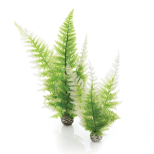 Aquatic Winter Fern Set 2