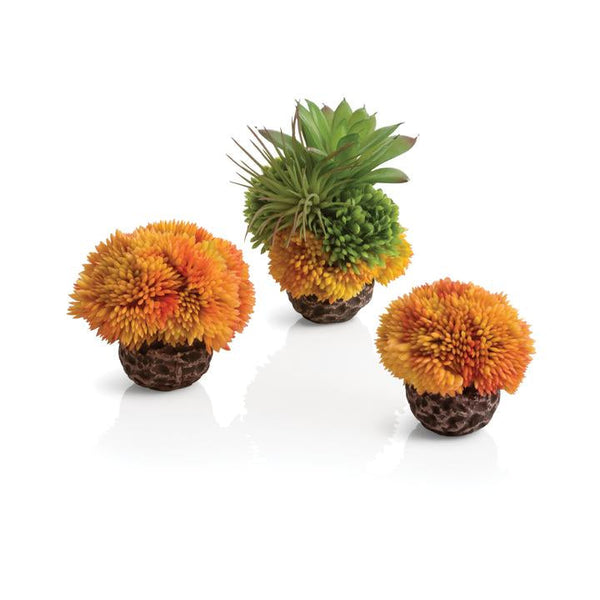 Seychelles Coral Ball Set Orange