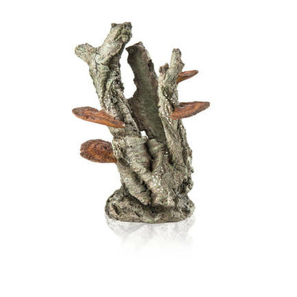 Sculpture-Fungus On Bark