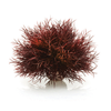 Aquatic Sea Lily Crimson