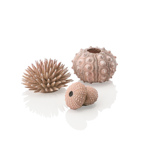Sea Urchins Set Natural