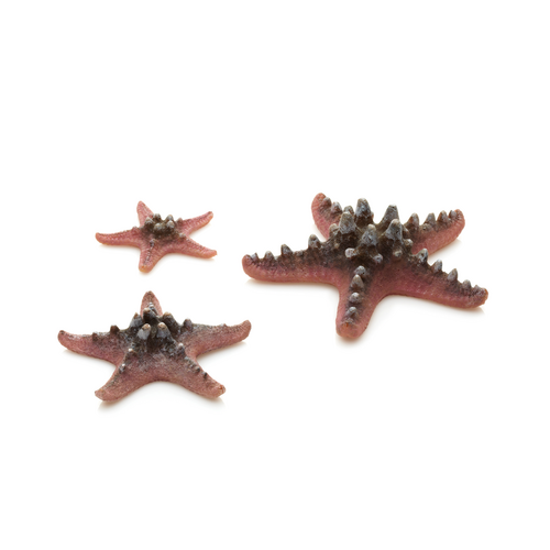 Sea Stars Set 3 Pink