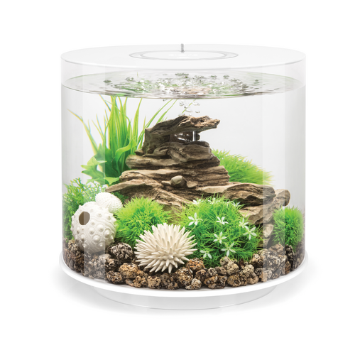 Biorb store hot sale